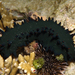Greenfish Sea Cucumber - Photo (c) Patrick Randall, some rights reserved (CC BY-NC-SA)