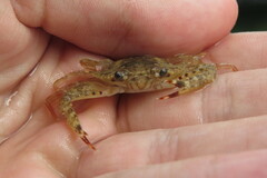 Achelous spinimanus