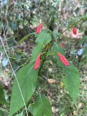 Ruellia brevifolia