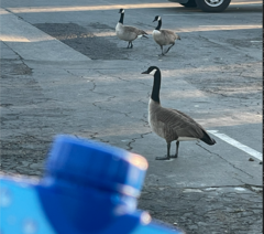 Branta canadensis