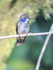 Colibri delphinae