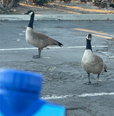 Branta canadensis
