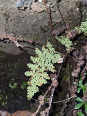 Myriopteris fendleri