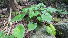 Homalomena philippinensis