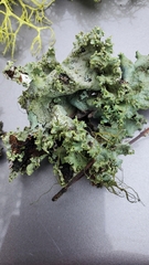 Platismatia wheeleri