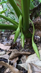 Homalomena philippinensis