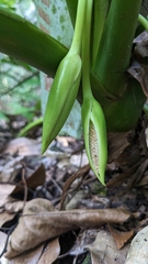 Homalomena philippinensis