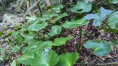 Homalomena philippinensis