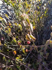 Ayenia compacta