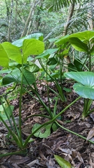 Homalomena philippinensis