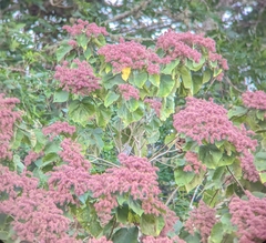 Heliocarpus americanus