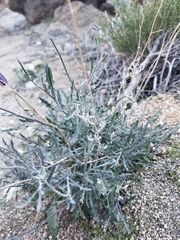 Lyrocarpa coulteri