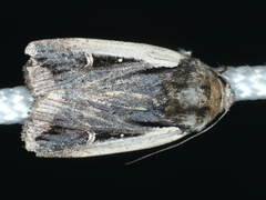 Proteuxoa tortisigna