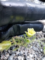 Emmenanthe penduliflora