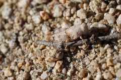 Cibolacris parviceps