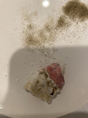 Megabalanus