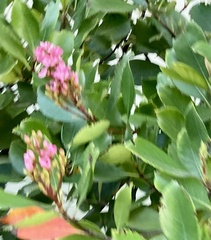 Heteromeles arbutifolia