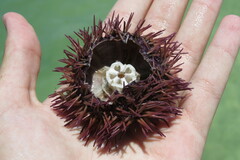 Lytechinus variegatus