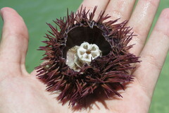 Lytechinus variegatus