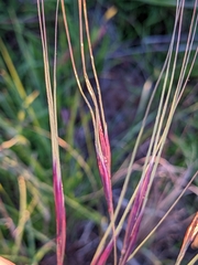 Nassella pulchra