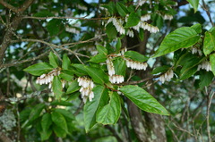 Lyonia ovalifolia