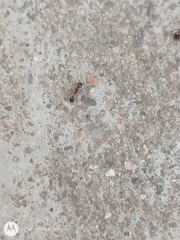 Solenopsis saevissima