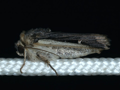 Proteuxoa tortisigna