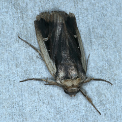 Proteuxoa tortisigna