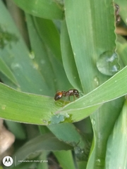 Solenopsis saevissima