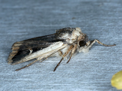 Proteuxoa tortisigna