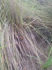 Haywardella edmondsii