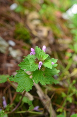 Lamium hybridum
