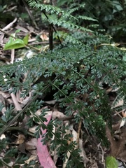 Asplenium flabellulatum