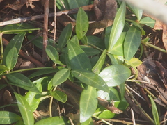 Vinca minor