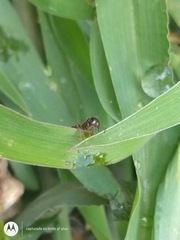 Solenopsis saevissima