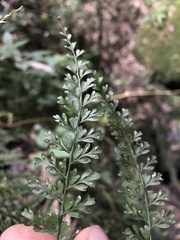 Asplenium flabellulatum