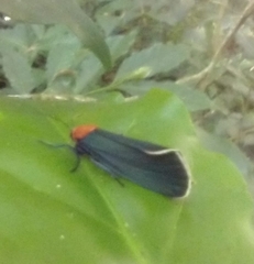 Apistosia judas