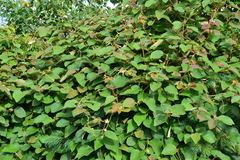Actinidia setosa