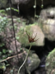 Asplenium flabellulatum