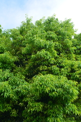 Quercus stenophylloides