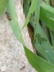 Solenopsis saevissima