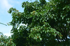 Acer morrisonense