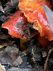 Hygrocybe laetissima