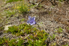 Campanula lasiocarpa