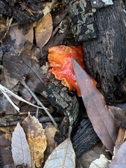 Hygrocybe laetissima