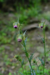 Cirsium ferum