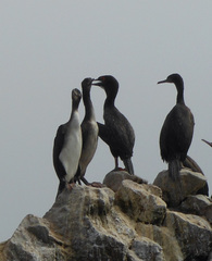 Leucocarbo bougainvillii