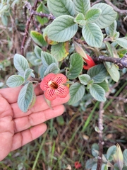 Vanhouttea