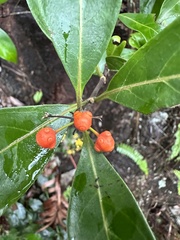 Pittosporum pentandrum