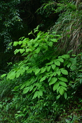 Aralia cordata